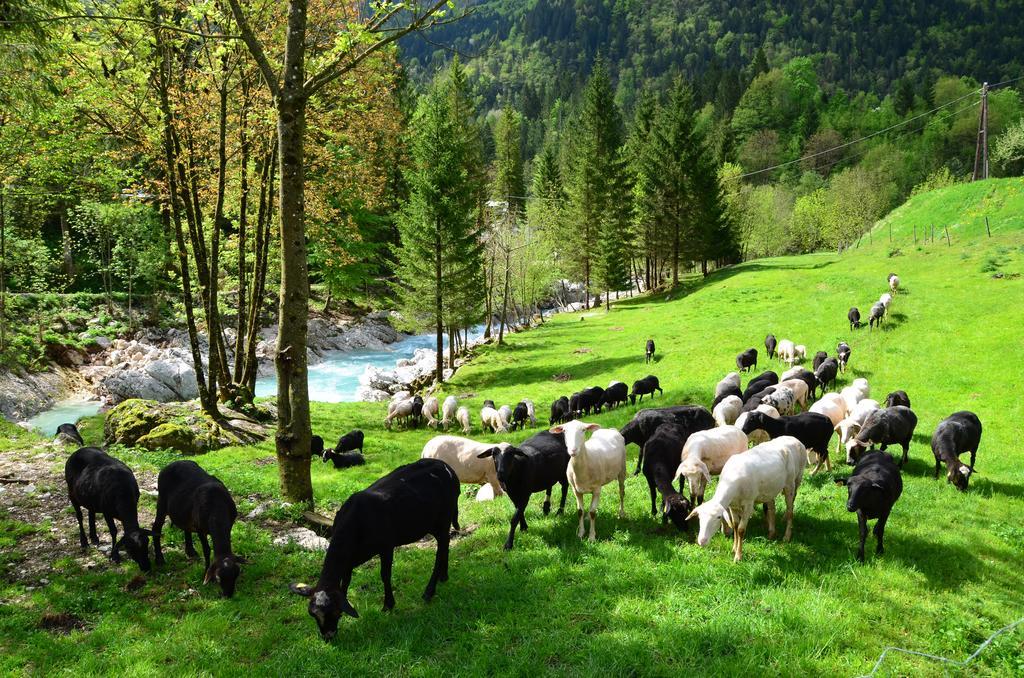 Bovec Home At Three Samoyeds Соча Экстерьер фото