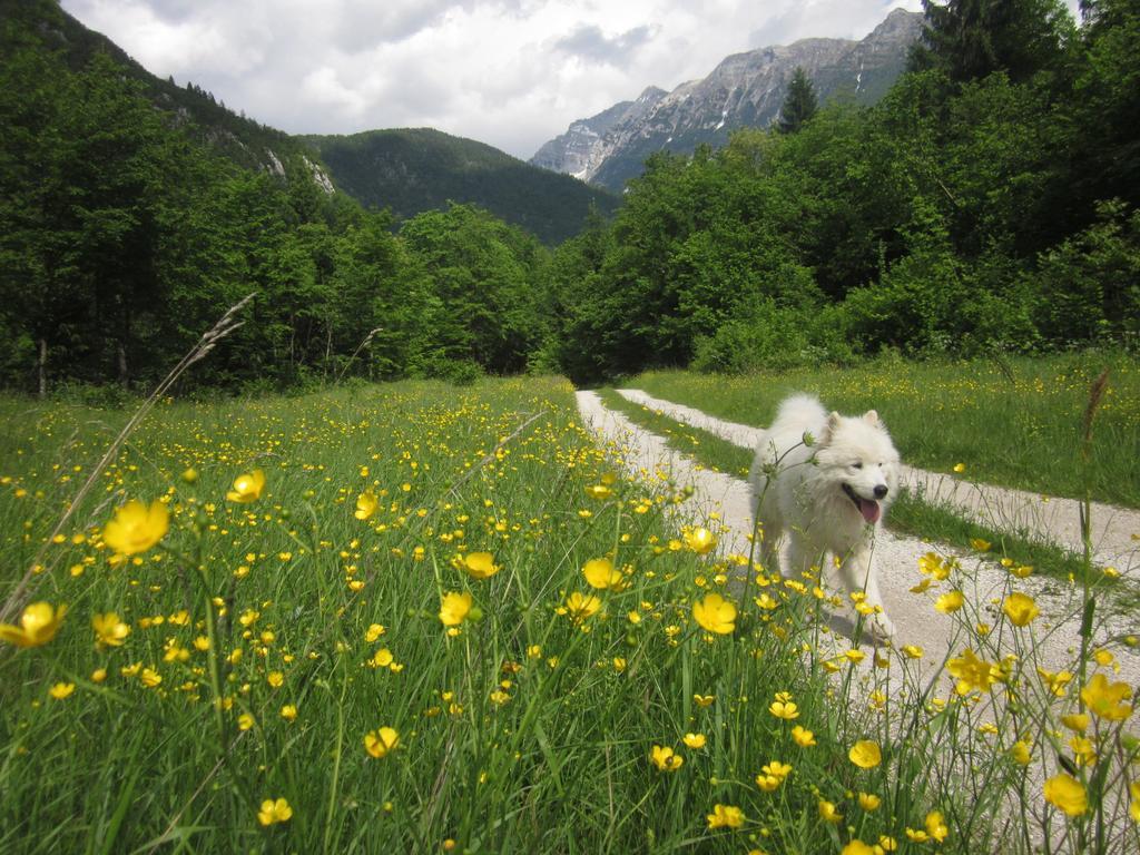 Bovec Home At Three Samoyeds Соча Экстерьер фото